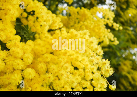 Mimosen, Acacia Dealbata, Silber-Akazie, Laub und gelben Blüten im Frühjahr, Spanien Stockfoto