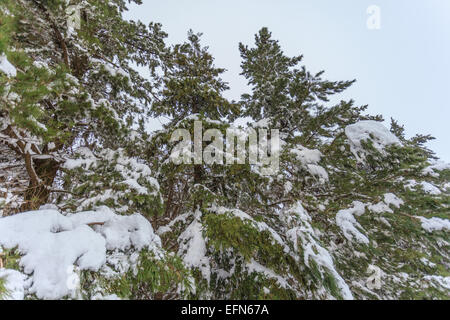 Schneelandschaft. Fotografiert in den Golanhöhen, Israel Stockfoto