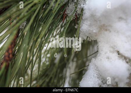 Nahaufnahme der Kiefer lässt sich im Schnee. Fotografiert an der Odem Forest, Golanhöhen, Israel Stockfoto