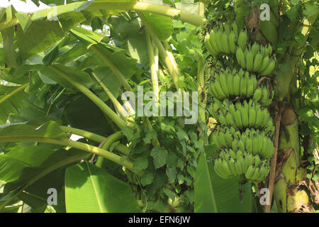 Eine Reihe von grünen Bananen auf dem Baum auf einer Plantage in Süd-Vietnam, Asien Stockfoto