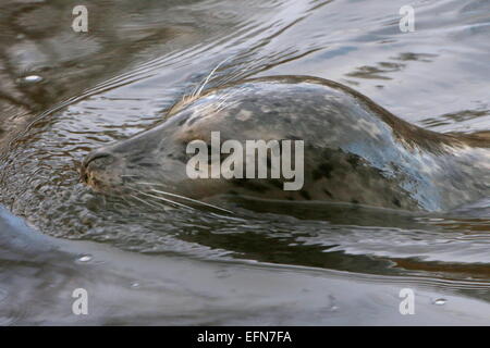 Europäischer Seehund (Phoca Vitulina) Nahaufnahme des Kopfes auftauchen Stockfoto