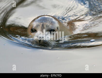 Europäischer Seehund (Phoca Vitulina) Nahaufnahme des Kopfes beim Schwimmen Stockfoto