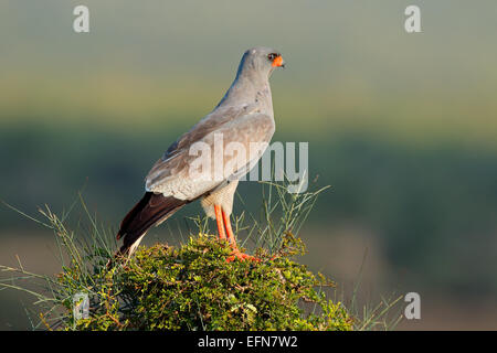 Blasse Gesangs Habicht (Melierax Canorus) thront auf einem Baum, Südafrika Stockfoto