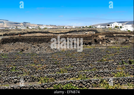 Weinberge auf schwarzem Vulkansand in La Geria Tal, Insel Lanzarote, Kanarische Inseln, Spanien Stockfoto