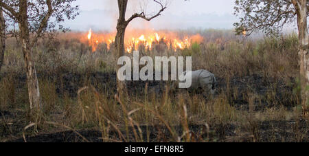 Kaziranga, Assam, Indien. 8. Februar 2015. Ein Panzernashorn einen gehörnten grasen während der jährlichen brennenden Saison im Kaziranga Nationalpark im nordöstlichen Bundesstaat Assam auf 8. Februar 2015. Die verbrannte Land Rasenflächen bieten genügend Nahrung für die Beweidung Pflanzenfresser hauptsächlich abhängig von kurzen Gräsern auf Freiflächen und in der Nähe von Gewässern. Bildnachweis: Luit Chaliha/ZUMA Wire/ZUMAPRESS.com/Alamy Live-Nachrichten Stockfoto