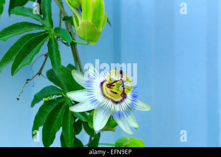 Passiflora Caerulea (blaue Passionsblume), Abchasien (Georgien) Stockfoto