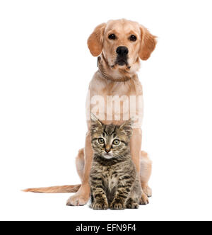 British Longhair Kitten sitzen vor einem golden Retriever vor weißem Hintergrund Stockfoto