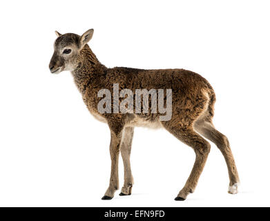 Junge Mufflon, Ovis Orientalis Orientalis, vor weißem Hintergrund Stockfoto