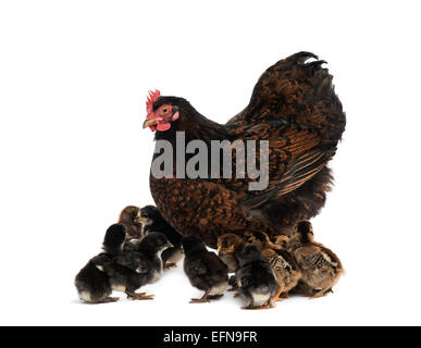 Hen und ihre Küken vor weißem Hintergrund Stockfoto