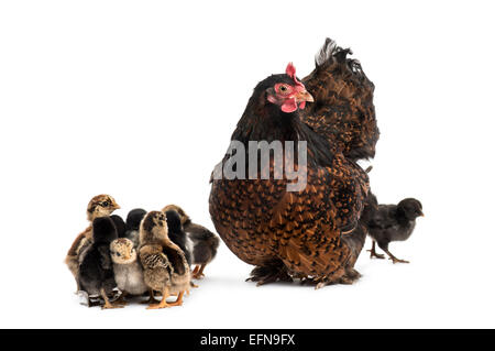 Hen und ihre Küken vor weißem Hintergrund Stockfoto