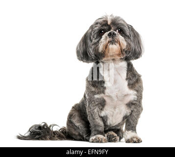 Shih Tzu (7 Jahre alt) vor weißem Hintergrund Stockfoto