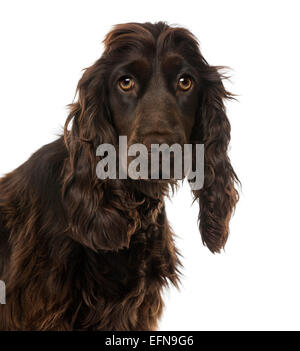 Nahaufnahme von einem English Cocker Spaniel (8 Monate alt) vor weißem Hintergrund Stockfoto