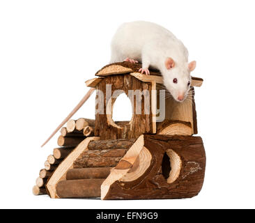 Ratte (8 Monate alt) stehend auf einem Maus-Haus vor weißen Zeitmessung Stockfoto