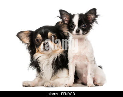 Zwei Chihuahuas nebeneinander vor weißem Hintergrund Stockfoto