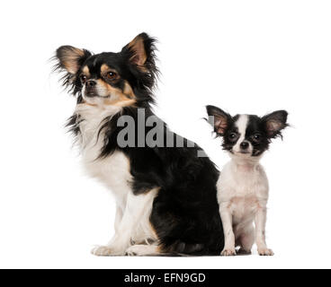 Zwei Chihuahuas nebeneinander vor weißem Hintergrund Stockfoto