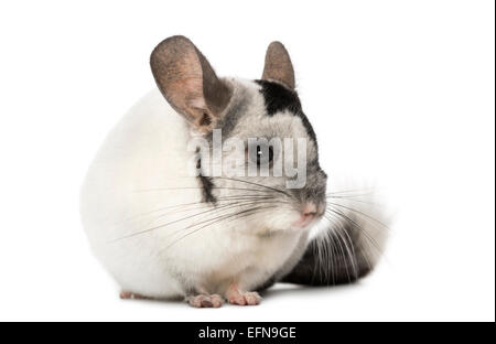 Chinchilla vor weißem Hintergrund Stockfoto