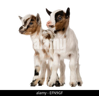 Zwei junge Hausziegen, Kinder vor weißem Hintergrund Stockfoto