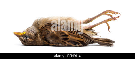 Toten jungen Haussperling, Passer Domesticus, vor weißem Hintergrund Stockfoto