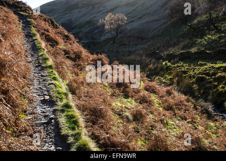 Herbstfärbung in den weiten des oberen Derwent Valley im Peak District, Derbyshire. Stockfoto