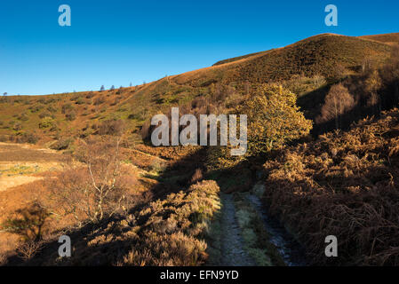 Herbstfärbung in den weiten des oberen Derwent Valley im Peak District, Derbyshire. Stockfoto