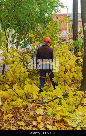 Schneiden von Ästen auf den Bäumen auf dem Auto mit dem Lift. Die Arbeitskraft schneidet Zweige eine Benzin-Kettensäge. Stockfoto