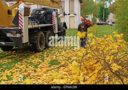 Schneiden von Ästen auf den Bäumen auf dem Auto mit dem Lift. Die Arbeitskraft schneidet Zweige eine Benzin-Kettensäge. Stockfoto