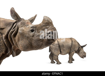 Panzernashorn Mutter und ihr Baby vor weißem Hintergrund Stockfoto