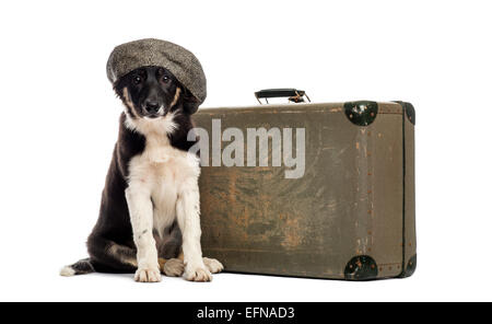 Border-Collie sitzt neben einem alten Koffer vor einem weißen Hintergrund Stockfoto