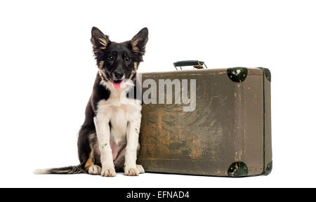 Border-Collie sitzt neben einem alten Koffer vor einem weißen Hintergrund Stockfoto