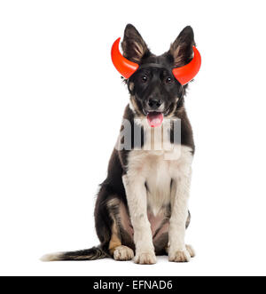 Border-Collie sitzen und tragen eine gehörnte Stirnband vor einem weißen Hintergrund Stockfoto