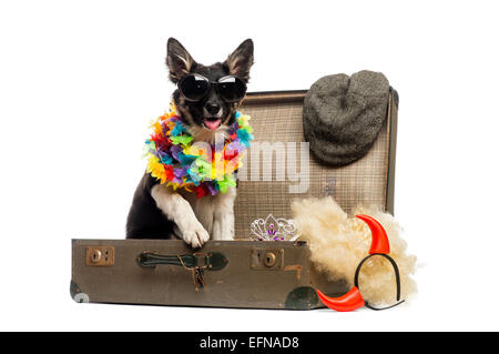 Border-Collie sitzt in einem alten Vintage Koffer voller Zubehör vor weißem Hintergrund Stockfoto