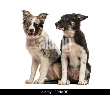 Zwei Border Collies nebeneinander vor weißem Hintergrund Stockfoto