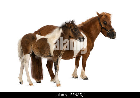 Shetland-Ponys und Fohlen, 9 Jahre alt und 1 Monat alt, vor weißem Hintergrund Stockfoto