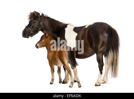 Shetland-Ponys und Fohlen, 12 Jahre alt und 1 Monat alt, vor weißem Hintergrund Stockfoto