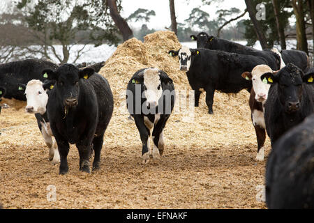 Hereford und Aberdeen Angus im Feld mit Stroh, winter, UK Stockfoto