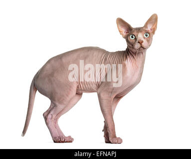 Sphynx (1 Jahr alt) stehen vor weißem Hintergrund Stockfoto
