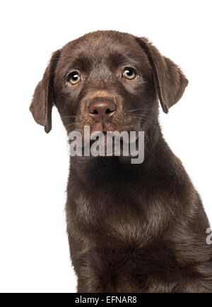 Gemischt-Rasse Labrador & Husky Welpen (9 Wochen alt) vor weißem Hintergrund Stockfoto