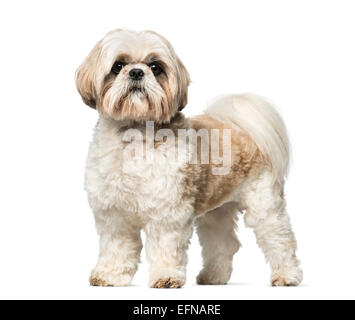 Shih Tzu (3 Jahre alt) vor weißem Hintergrund Stockfoto