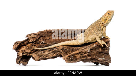 Bartagame, Pogona Vitticeps, vor weißem Hintergrund Stockfoto