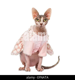 Sphynx gekleidet vor weißem Hintergrund (1 Jahr alt) Stockfoto