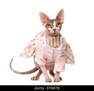 Sphynx gekleidet vor weißem Hintergrund (1 Jahr alt) Stockfoto