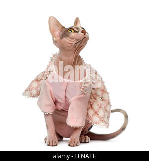 Sphynx gekleidet vor weißem Hintergrund (1 Jahr alt) Stockfoto