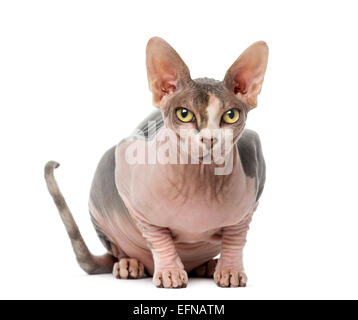Sphynx (1 Jahr alt) vor weißem Hintergrund Stockfoto