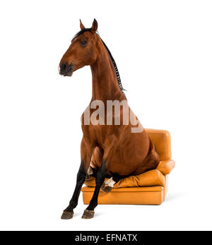 Andalusische Pferd sitzt auf einem Sessel vor weißem Hintergrund Stockfoto