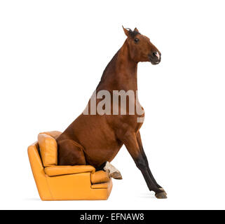 Andalusische Pferd sitzt auf einem Sessel vor weißem Hintergrund Stockfoto