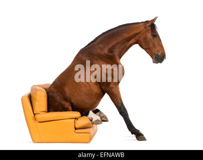 Andalusische Pferd sitzt auf einem Sessel vor weißem Hintergrund Stockfoto