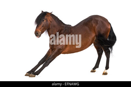 Andalusier dehnen Stockfoto