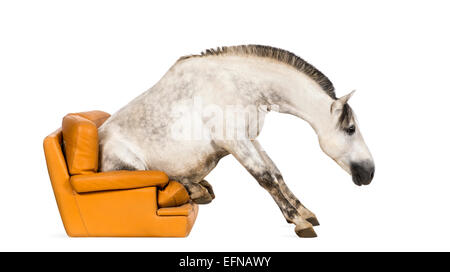 Andalusische Pferd sitzt auf einem Sessel vor weißem Hintergrund Stockfoto