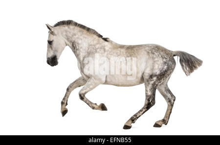 Andalusische Pferd im Galopp vor weißem Hintergrund Stockfoto
