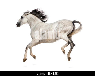 Andalusische Pferd im Galopp vor weißem Hintergrund Stockfoto